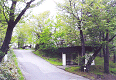 緑あふれる桂ヶ丘公園の写真