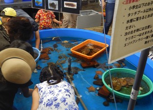 タッチプールの様子