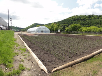 校内園地（菜園・ビニールハウス）の画像