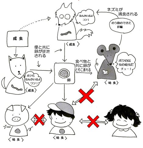 エキノコックスの感染経路