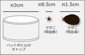 マダニの大きさ