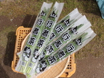 縮小お好み焼き