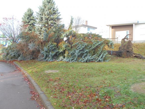 駒場北4丁目公園倒木